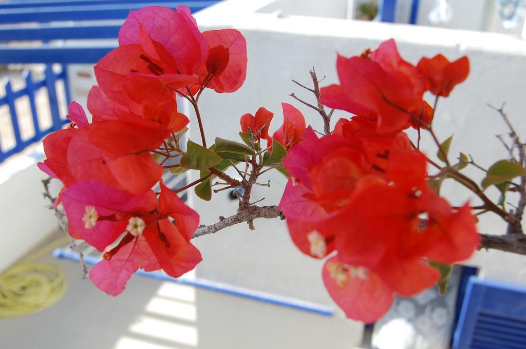 Villa Galini เนาซา ภายนอก รูปภาพ